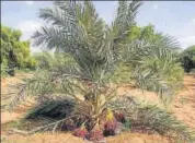  ?? HT PHOTO ?? Date palm cultivatio­n area has climbed to 1,042 hectares but fruit yielding plants are located over 715 hectares.