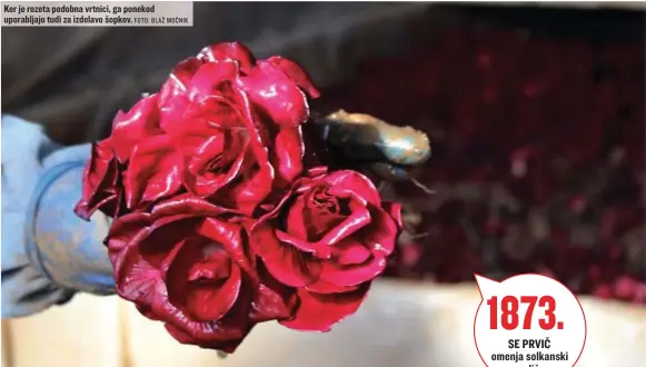  ?? FOTO: BLAŽ MOČNIK ?? Ker je rozeta podobna vrtnici, ga ponekod uporabljaj­o tudi za izdelavo šopkov.