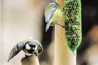  ?? BILDER: SN/HEINZ BAYER ?? Kohlmeise (l.) und Blaumeise im harten Dialog um ihr Futter.