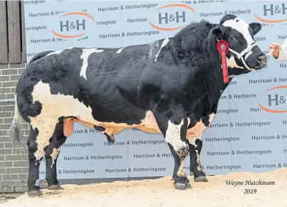  ??  ?? TOP PRICE: Almeley Lightning from GL & KS Morgan, the Cider Mill, Tillington, Herefordsh­ire, sold for 20,000gn