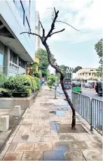  ?? ?? A ghost of a tree on Union Place in Colombo photograph­ed in January 2020