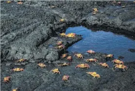  ?? Josh Haner / New York Times ?? Sally lightfoot crabs scamper on Fernandina Island.
