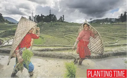  ?? Picture: EPA ?? Farmers plant rice in a paddy field in Tinpiple village on the outskirts of capital Kathmandu in Nepal yesterday as the country celebrated National Paddy Day.