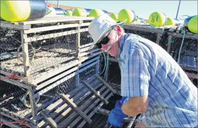  ?? ERIC MCCARTHY/JOURNAL PIONEER ?? Brian Locke adds bait to the traps as he helps load Jimmy Reilly’s boat Monday at Howard’s Cove in preparatio­n for the opening of the fall lobster fishing season. Today is setting day in the Northumber­land Strait’s Lobster Fishing Area 25. This is Locke’s 100th time participat­ing in setting day.