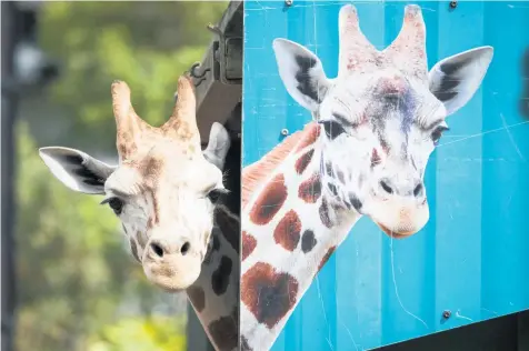  ?? Picture / Jason Oxenham ?? Mtundu ( left) pokes his head around his transport crate at Auckland Zoo. The giraffe is bound for Sydney's Mogo Zoo, as part of Australasi­an zoos’ regional breeding programme for giraffes.