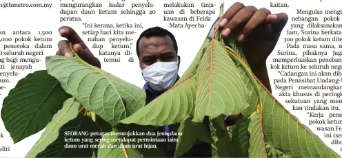 Kebaikan daun ketum