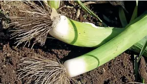  ?? ?? Good rich soil is needed to produce good leeks.
