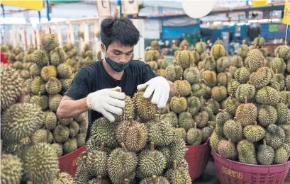  ?? AMANDA MUSTARD PHOTOS THE NEW YORK TIMES ?? A worker wears thick gloves while handling durians in Bangkok, Thailand. It is one of the most polarizing fruits in the world.