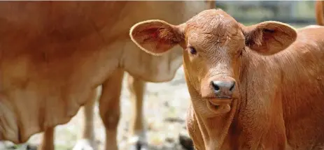  ?? PHOTO: FILE ?? GETTING AHEAD: Rabobank analyst Angus Gidley-Baird is calling for more certainty for beef producers.