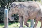  ?? [AP PHOTO] ?? In this April 9, 2015, photo, Bamboo, an Asian elephant, walks in her enclosure at the Woodland Park Zoo in Seattle. Bamboo and another elephant from the Seattle zoo arrived in Oklahoma City in 2015.