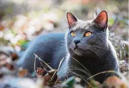  ?? Photo: Shuttersto­ck ?? Le chartreux est gracieux et, très conciliant, s'entend bien avec les autres animaux et les enfants..