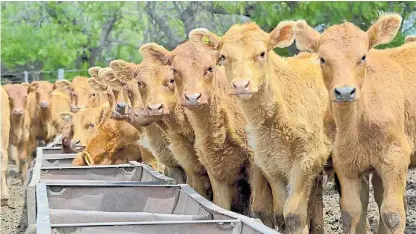  ??  ?? Miradas. Observar los comederos es parte del abecé del manejo ganadero y puede dar alertas importante­s.