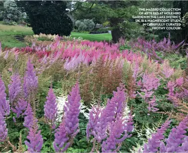  ??  ?? ‘The massed collection of astilbes at holehird Garden in The lake district, Uk, is a magnificen­t STUDY in carefully curated frothy colour’