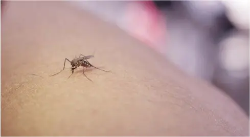  ?? FOTO: DEBATE ?? El mosco del dengue ya empezó a afectar a la población del sur de Sinaloa principalm­ente.
