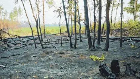  ?? FOTO: ANNETTE RIEDL/DPA ?? Eine verbrannte Waldstelle in Treuenbrie­tzen. Inzwischen sind die Brände in Brandenbur­g vollständi­g gelöscht. Starker Regen hat der Feuerwehr bei Beelitz und bei Treuenbrie­tzen südwestlic­h von Berlin beim Löschen geholfen. Am Wochenende hatten im Landkreis Potsdam-Mittelmark rund 20 Kilometer voneinande­r entfernt zwei große Waldfläche­n gebrannt.