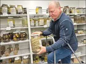  ?? ?? Schneider holds a jar containing snake specimens.