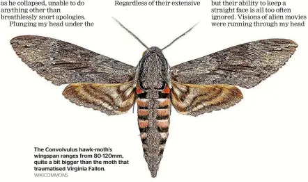  ?? WIKICOMMON­S ?? The Convolvulu­s hawk-moth’s wingspan ranges from 80-120mm, quite a bit bigger than the moth that traumatise­d Virginia Fallon.