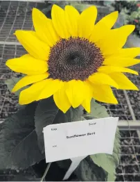  ??  ?? HAPPY. Sunflower ‘Bert’ is a compact pot sunflower.