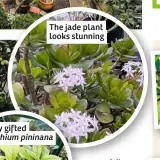  ??  ?? The jade plant looks stunning