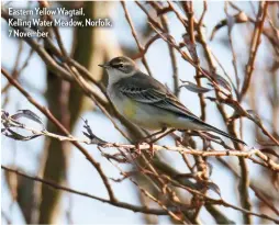  ??  ?? Eastern Yellow Wagtail, Kelling Water Meadow, Norfolk, 7 November