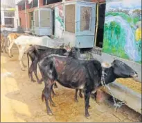  ?? HT ?? ▪ The 128yearold Kanpur Gaushala Society hit the headlines last July when it was revealed that 150 cows had died there in five months.