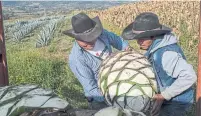  ?? BRETT GUNDLOCK PHOTOS THE NEW YORK TIMES ?? Thomas Jamie Gonzales, left, and his nephew, Juan Jezus Frutoso, load a harvested piña onto the back of a truck.