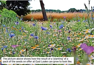  ?? ?? The picture above shows how the result of a ‘planting’ of a pack of the seeds on offer at East Leake can grow to look like.