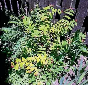  ?? PHOTOS: WAIKATO REGIONAL COUNCIL ?? Tutsan originated in southern and western Europe and is related to ornamental hypericums (St John’s wort).