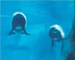  ?? RICH POPE/STAFF PHOTOGRAPH­ER ?? A teenage Commerson’s dolphin at SeaWorld’s Aquatica attraction has surprised caretakers with a pregnancy — which occurred despite the mammal being on birth control.