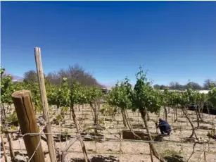  ?? (Frankie Adkins) ?? The second - highest - a l titude vineyard in the wor l d