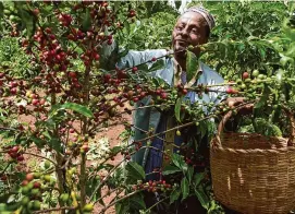  ?? Sayyid Azim/Associated Press file photo ?? Mohammed Fita picks coffee beans on his farm Choche, near Jimma, 234 miles southwest of Addis Ababa, Ethiopia, on Sept. 21 2002. Wild coffee plants originated in Ethiopia but are thought to have been primarily roasted and brewed in Yemen starting in the 1400s.