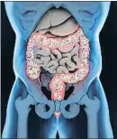  ?? CHRISCHRIS­W / GETTY IMAGES/ISTOCKPHOT­O ?? El colon, sede de la microbiota