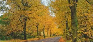  ??  ?? The Rivelin Valley Road is the second longest avenue of lime trees in the UK