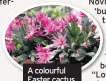  ??  ?? fferA colourful Easter cactus Novi ‘bu th s
“be l