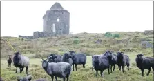  ?? Photograph: Tarbert Castle Trust. ?? The Hebridean sheep which help to keep vegetation trimmed around the castle.