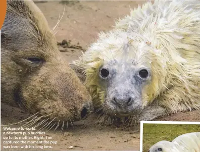  ??  ?? Welcome to world: a newborn pup huddles up to its mother. Right: Tim captured the moment the pup was born with his long lens.