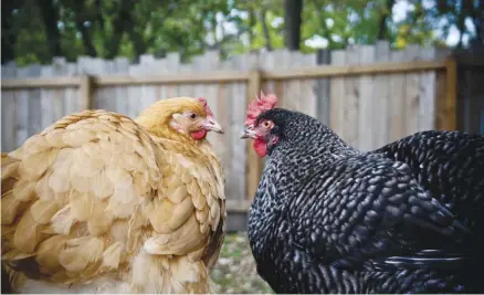  ??  ?? A happy flock has a productive pecking order.