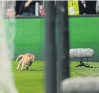  ??  ?? A cat runs on the pitch during the match between Besiktas and Bayern Munich.