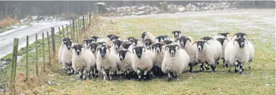  ?? Picture: Kim Cessford. ?? Sheep-worrying is an ongoing crime without an easy solution.