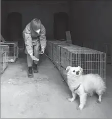  ?? GAO ERQIANG / CHINA DAILY ?? A volunteer looks after animals at a makeshift shelter for pets in Shanghai’s Huangpu district last week.