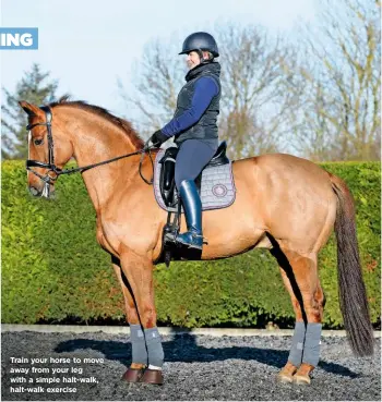  ??  ?? Train your horse to move away from your leg with a simple halt-walk, halt-walk exercise