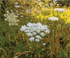  ??  ?? Ein Paradies für Bienen mit etlichen Wildblumen, wie der Wilden Möhre.