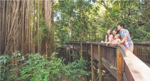  ?? Picture: TOURISM TROPICAL NORTH QUEENSLAND ?? WOW FACTOR: The heritage-listed giant Curtain Fig Tree at Yungaburra.