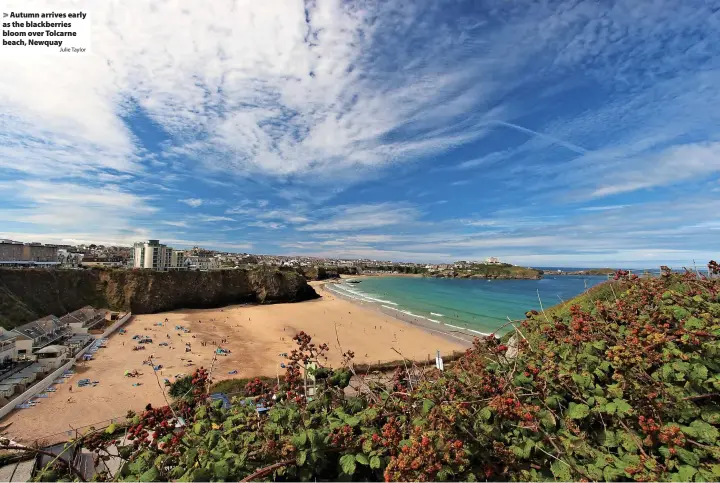  ?? Julie Taylor ?? > Autumn arrives early as the blackberri­es bloom over Tolcarne beach, Newquay