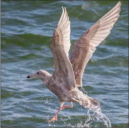  ?? Photo by Kate Persons ?? IMMATURE GLAUCOUS GULL— Identifica­tion of gull species is complicate­d because it takes several years for the birds to mature and develop breeding plumage. Glaucous gulls take four years to mature. Immature (first-year) and subadult (second and third year) birds have different plumages each year before molting into their adult plumage. This grey-brown bird with pink legs and a black-tipped, pink bill is an immature glaucous gull lifting off the water in late September at Cape Nome.