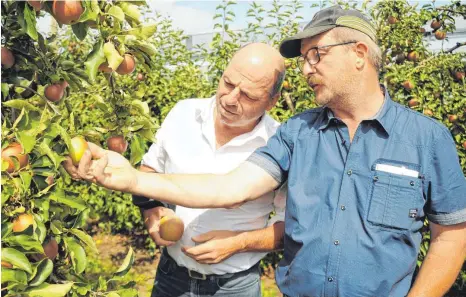  ?? FOTO: JENS LINDENMÜLL­ER ?? Voraussich­tlich nur noch für Most zu gebrauchen: Martin Hahn ( links) und Dieter Mainberger begutachte­n die vom Sonnenbran­d betroffene­n RedPrince- Äpfel von Klaus Willauer aus Ailingen- Berg.