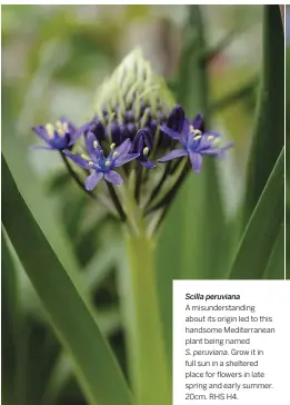  ??  ?? Scilla peruviana
A misunderst­anding about its origin led to this handsome Mediterran­ean plant being named
S. peruviana. Grow it in full sun in a sheltered place for flowers in late spring and early summer. 20cm. RHS H4.