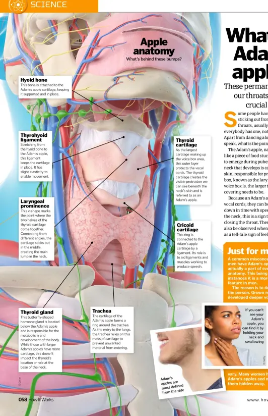  ??  ?? Hyoid bone This bone is attached to the Adam’s apple cartilage, keeping it supported and in place. Thyrohyoid ligament Stretching from the hyoid bone to the Adam’s apple, this ligament keeps the cartilage in place. It has slight elasticity to enable movement. Laryngeal prominence This v-shape marks the point where the two halves of the thyroid cartilage come together. Connecting from different angles, the cartilage sticks out in the middle, creating the main lump in the neck. Thyroid gland This butterfly-shaped hormone gland is located below the Adam’s apple and is responsibl­e for the metabolism and developmen­t of the body. While those with larger Adam’s apples have more cartilage, this doesn’t impact the thyroid’s location or role at the base of the neck. 058 How It Works Trachea The cartilage of the Adam’s apple forms a ring around the trachea. As the entry to the lungs, the trachea relies on this mass of cartilage to prevent unwanted material from entering. APPLE ANATOMY What’s behind these bumps? Thyroid cartilage As the largest cartilage making up the voice box area, this outer layer protects the vocal cords. The thyroid cartilage creates the visible protrusion we can see beneath the neck’s skin and is referred to as an Adam’s apple. Cricoid cartilage This ring is connected to the Adam’s apple cartilage by a ligament. Its role is to aid ligaments and muscles working to produce speech.