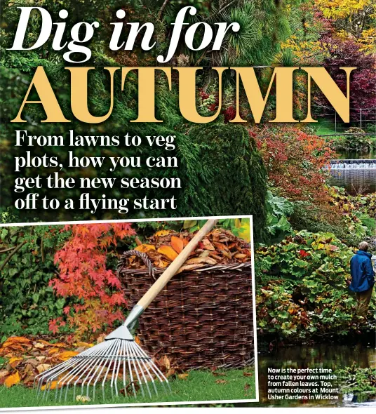  ?? ?? Now is the perfect time to create your own mulch from fallen leaves. Top, autumn colours at Mount Usher Gardens in Wicklow