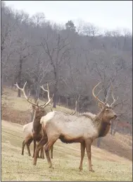  ?? (NWA Democrat-Gazette/Flip Putthoff) ?? Visitors can see the park’s elk herd on a tram tour through the park.